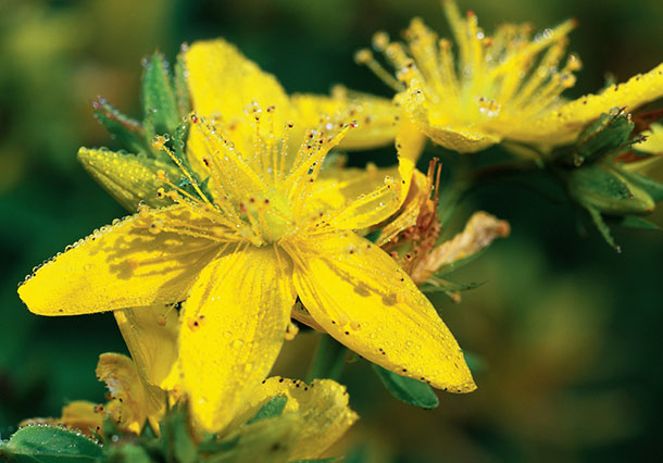 Hypericum perforatum, Johanniskraut